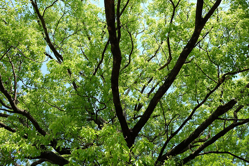 くすの木住まいるについて